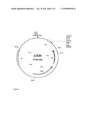 Genetic Modification of Homolactic Thermophilic Bacilli diagram and image