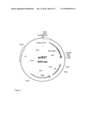 Genetic Modification of Homolactic Thermophilic Bacilli diagram and image