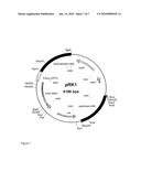 Genetic Modification of Homolactic Thermophilic Bacilli diagram and image