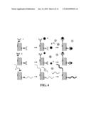 CONDUCTIVE CARBON NANOTUBES DOTTED WITH METAL AND METHOD FOR FABRICATING A BIOSENSOR USING THE SAME diagram and image