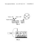 CONDUCTIVE CARBON NANOTUBES DOTTED WITH METAL AND METHOD FOR FABRICATING A BIOSENSOR USING THE SAME diagram and image