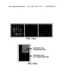 CONDUCTIVE CARBON NANOTUBES DOTTED WITH METAL AND METHOD FOR FABRICATING A BIOSENSOR USING THE SAME diagram and image