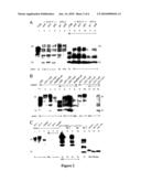 High throughput assays for transmissible spongiform encephalopathies (TSE) diagram and image