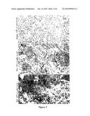 High throughput assays for transmissible spongiform encephalopathies (TSE) diagram and image