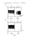 High throughput assays for transmissible spongiform encephalopathies (TSE) diagram and image