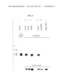 Isolated proteins MAGE-4 and MAGE-41 diagram and image