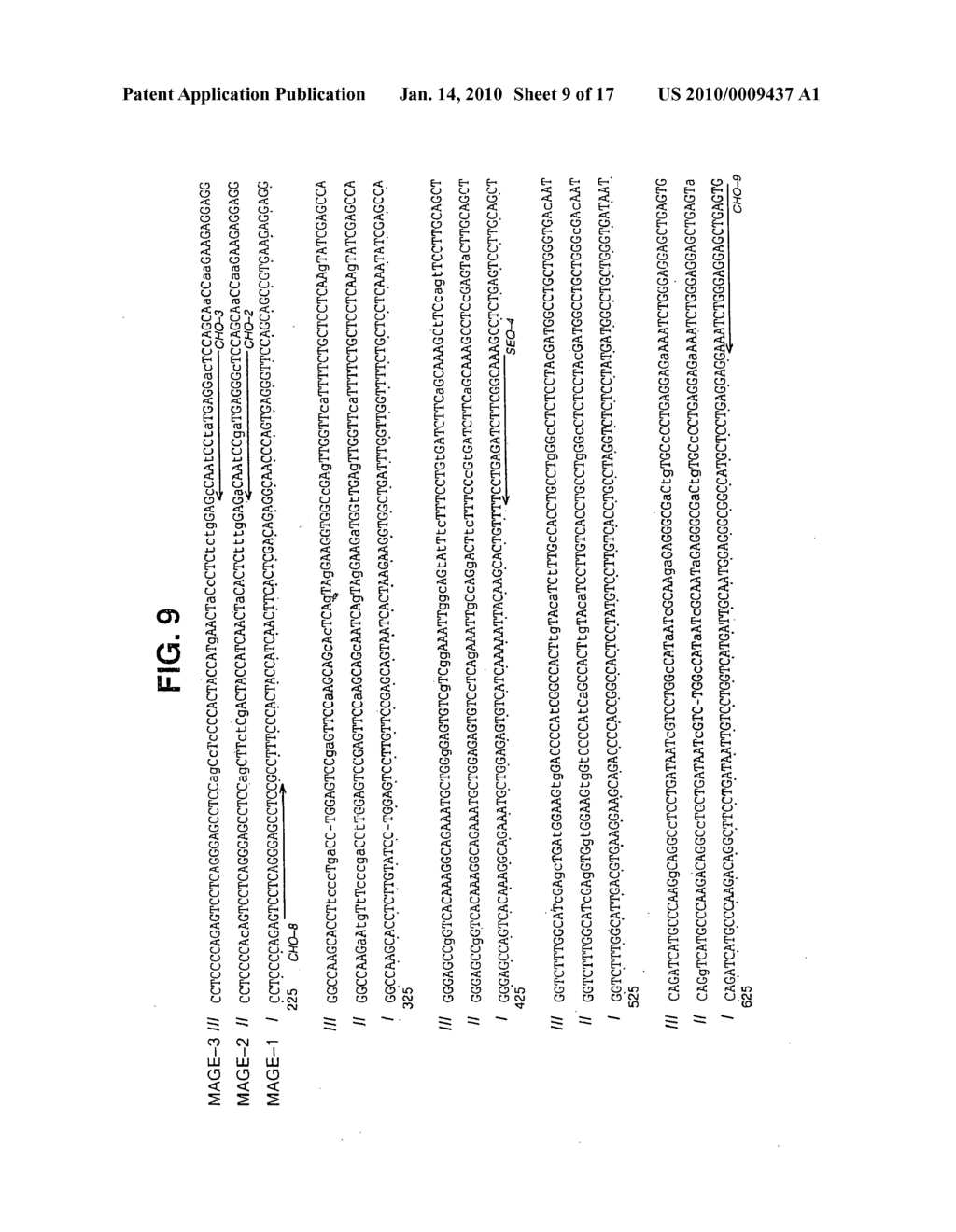 Isolated proteins MAGE-4 and MAGE-41 - diagram, schematic, and image 10