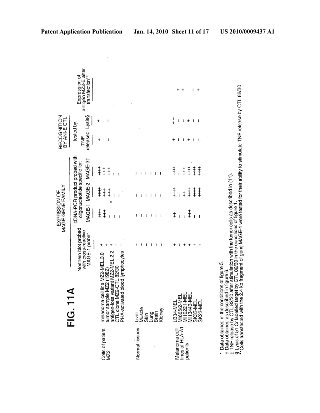 Isolated proteins MAGE-4 and MAGE-41 - diagram, schematic, and image 12