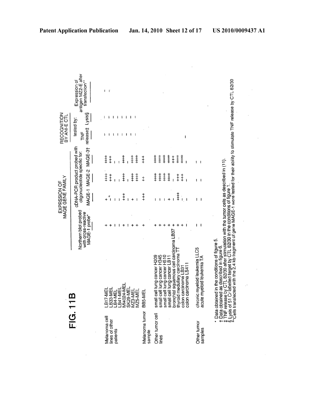 Isolated proteins MAGE-4 and MAGE-41 - diagram, schematic, and image 13