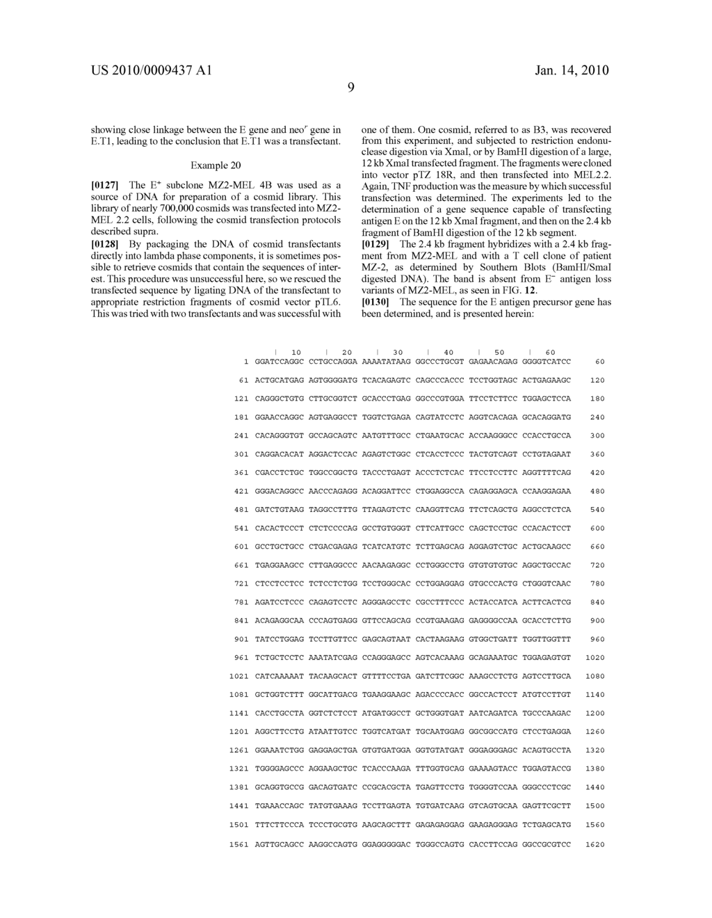 Isolated proteins MAGE-4 and MAGE-41 - diagram, schematic, and image 27