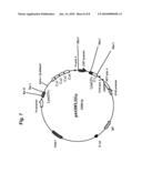 DENDRITIC CELL POTENTIATION diagram and image