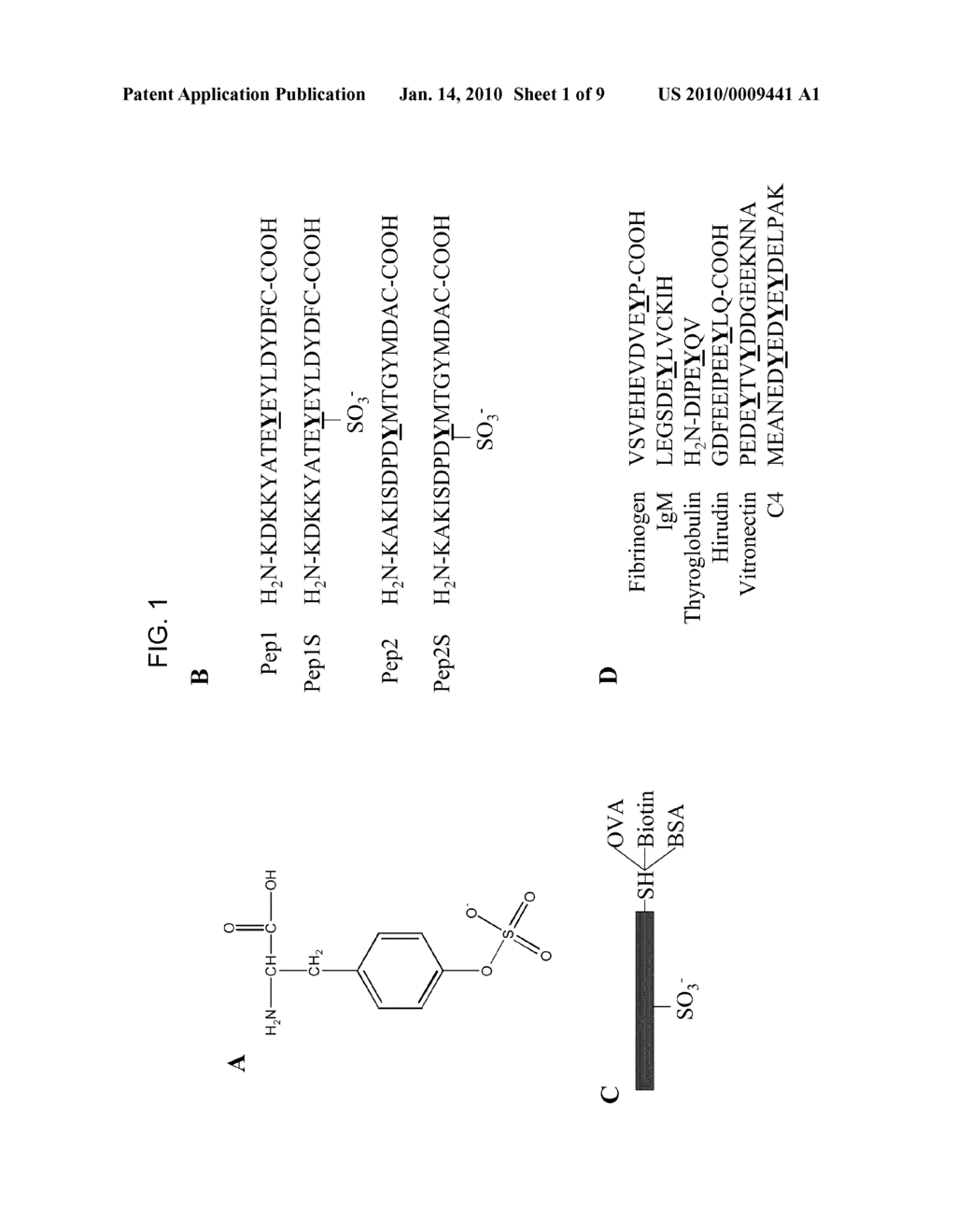 POLYNUCLEOTIDES ENCODING ANTI-SULFOTYROSINE ANTIBODIES - diagram, schematic, and image 02