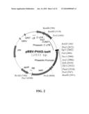 Preparation of Vaccine Master Cell Lines Using Recombinant Plant Suspension Cultures diagram and image