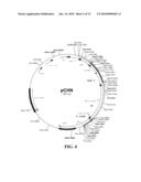 Preparation of Vaccine Master Cell Lines Using Recombinant Plant Suspension Cultures diagram and image