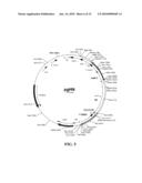 Preparation of Vaccine Master Cell Lines Using Recombinant Plant Suspension Cultures diagram and image