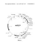 Preparation of Vaccine Master Cell Lines Using Recombinant Plant Suspension Cultures diagram and image