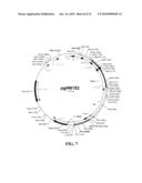 Preparation of Vaccine Master Cell Lines Using Recombinant Plant Suspension Cultures diagram and image