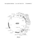 Preparation of Vaccine Master Cell Lines Using Recombinant Plant Suspension Cultures diagram and image