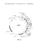 Preparation of Vaccine Master Cell Lines Using Recombinant Plant Suspension Cultures diagram and image