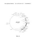 Preparation of Vaccine Master Cell Lines Using Recombinant Plant Suspension Cultures diagram and image