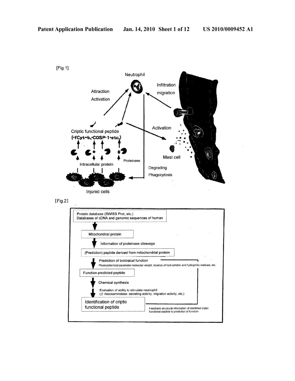 Functional Peptide Having Activity of Stimulating Immune Cell - diagram, schematic, and image 02