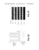 COMPOSITIONS INCLUDING TRICIRIBINE AND TAXANES AND METHODS OF USE THEREOF diagram and image