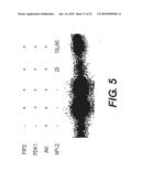 COMPOSITIONS INCLUDING TRICIRIBINE AND TAXANES AND METHODS OF USE THEREOF diagram and image