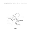 Liver-directed gene therapy diagram and image