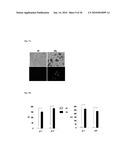 MEDIUM AND DEVICE FOR PROLIFERATION OF STEM CELLS AND TREATMENT OF CANCER-RELATED STEM CELL WITH RESVERATROL diagram and image