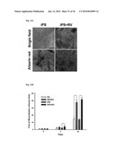 MEDIUM AND DEVICE FOR PROLIFERATION OF STEM CELLS AND TREATMENT OF CANCER-RELATED STEM CELL WITH RESVERATROL diagram and image