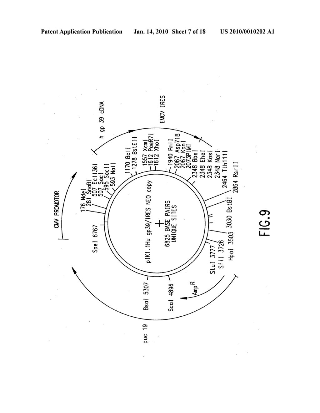 Human antibodies derived from immunized xenomice - diagram, schematic, and image 08