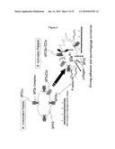 PLATELET THROMBUS FORMATION SIMULATOR diagram and image