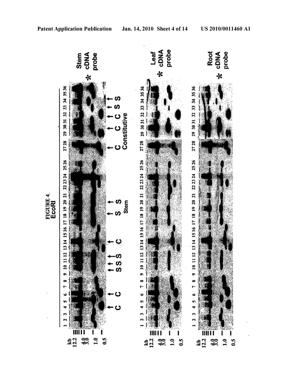 STEM-REGULATED, PLANT DEFENSE PROMOTER AND USES THEREOF IN TISSUE-SPECIFIC EXPRESSION IN MONOCOTS - diagram, schematic, and image 05