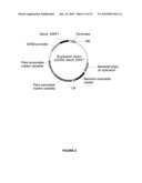 PLANTS HAVING ENHANCED YIELD-RELATED TRAITS AND A METHOD FOR MAKING THE SAME diagram and image