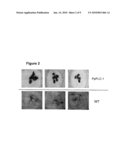 Signal Transduction Stress-Related Proteins and Methods of Use in Plants diagram and image