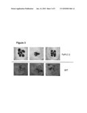 Signal Transduction Stress-Related Proteins and Methods of Use in Plants diagram and image