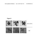 Signal Transduction Stress-Related Proteins and Methods of Use in Plants diagram and image