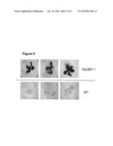 Signal Transduction Stress-Related Proteins and Methods of Use in Plants diagram and image