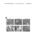 MODIFIED STAT1 TRANSGENE THAT CONFERS INTERFERON HYPERRESPONSIVENESS, METHODS AND USES THEREFOR diagram and image