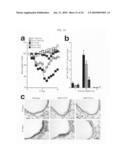 MODIFIED STAT1 TRANSGENE THAT CONFERS INTERFERON HYPERRESPONSIVENESS, METHODS AND USES THEREFOR diagram and image