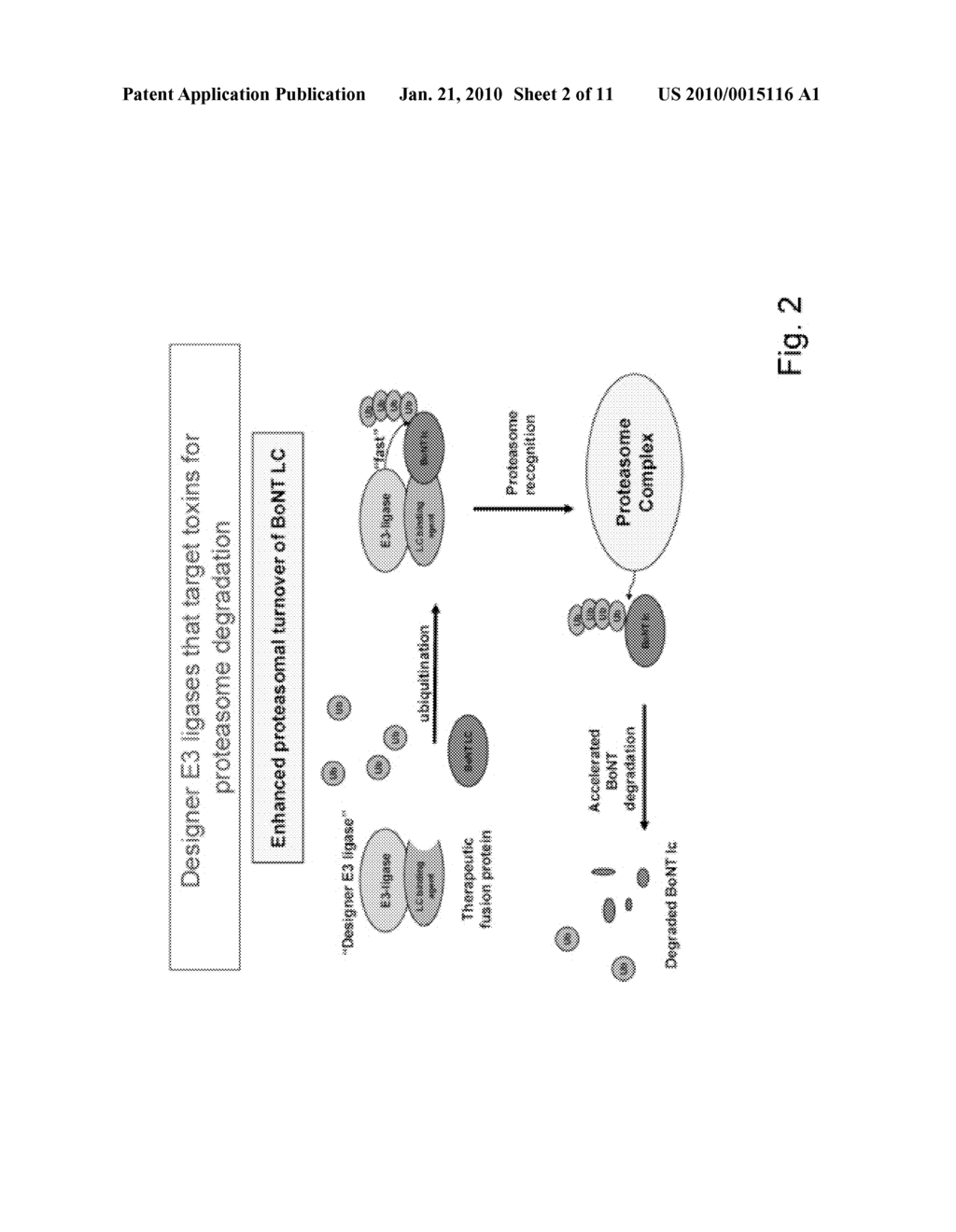 Designer Ubiquitin Ligases For Regulation Of Intracellular Pathogenic Proteins - diagram, schematic, and image 03