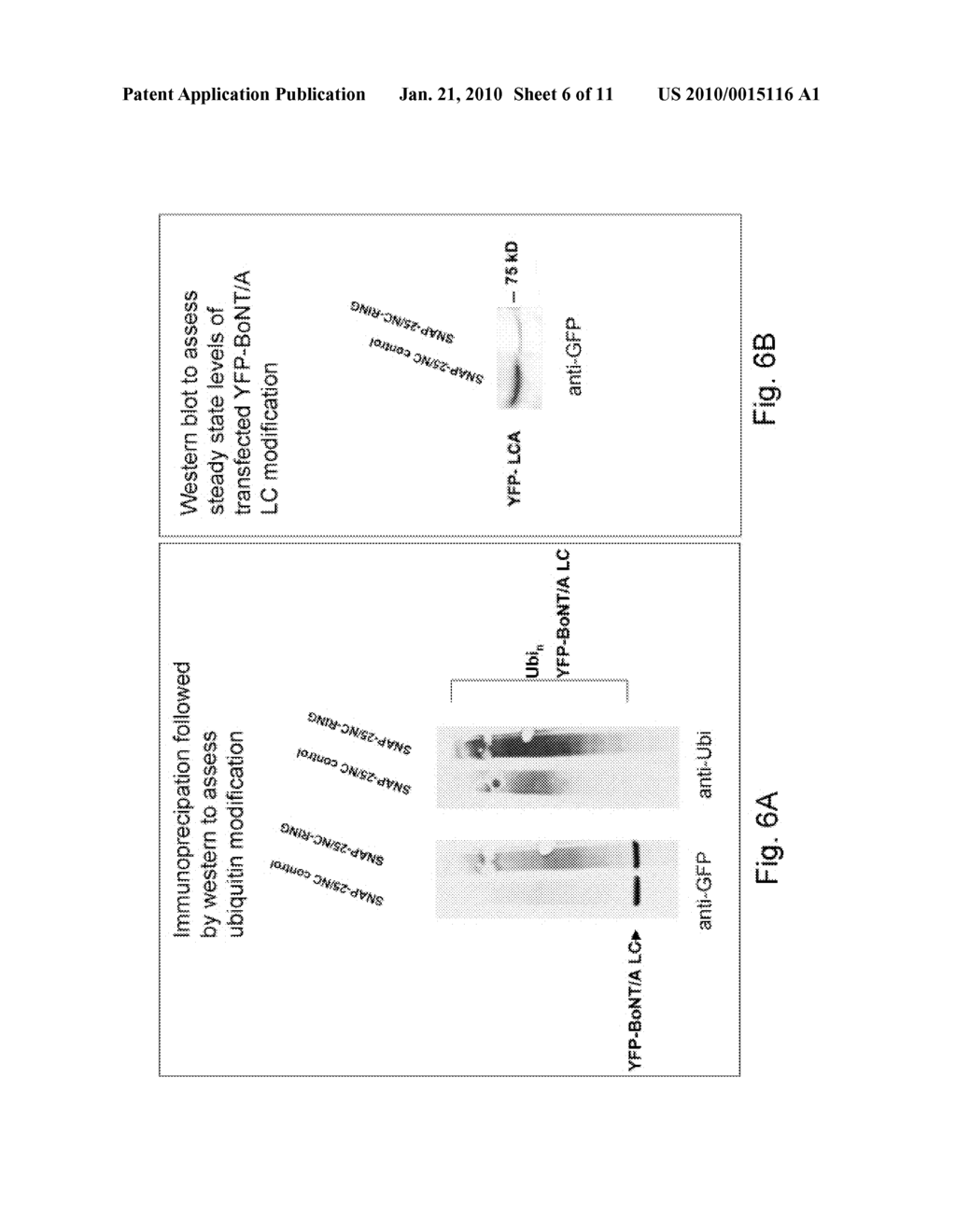 Designer Ubiquitin Ligases For Regulation Of Intracellular Pathogenic Proteins - diagram, schematic, and image 07