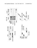 GRP78 as a Predictor of Responsiveness to Therapeutic Agents diagram and image