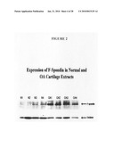 Methods of using F-spondin as a biomarker for cartilage degenerative conditions and bone diseases diagram and image