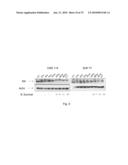 Inhibitor Compounds and Cancer Treatment Methods diagram and image