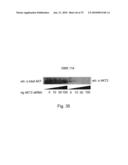 Inhibitor Compounds and Cancer Treatment Methods diagram and image