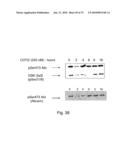 Inhibitor Compounds and Cancer Treatment Methods diagram and image