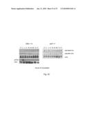 Inhibitor Compounds and Cancer Treatment Methods diagram and image