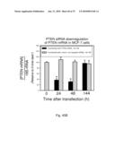 Inhibitor Compounds and Cancer Treatment Methods diagram and image