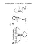 BINARY DEOXYRIBOZYME PROBES FOR NUCLEIC ACID ANALYSIS diagram and image